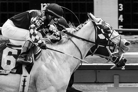 "Arlington Park", Horse, "Horse racing", Paddock, Thoroughbred, horses