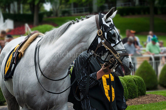 Silver Steed