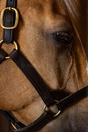 Equestrian, Horse racing, Horses, Lexington KY,  Morning workout, Thoroughbred, Horse and rider, racing