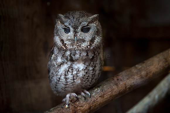Otus Asio, Screech owl, Owl