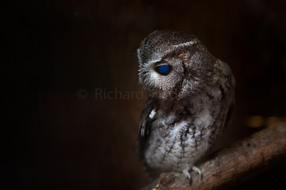 Otus Asio, Screech owl, Owl