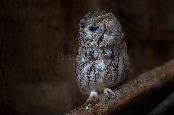 Otus Asio, Screech owl, Owl
