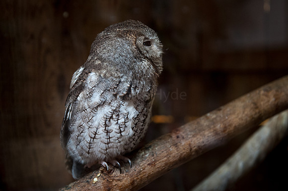 Otus Asio, Screech owl, Owl
