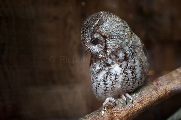 Otus Asio, Screech owl, Owl