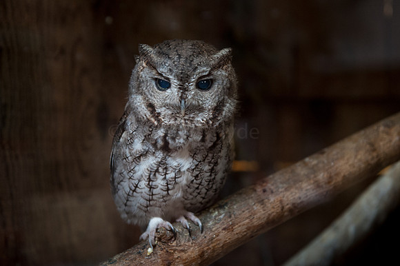 Otus Asio, Screech owl, Owl
