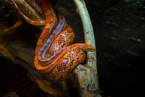 Reptile, Reptiles, Snake, Snakes