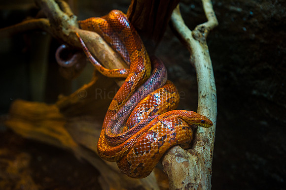 Snake 003