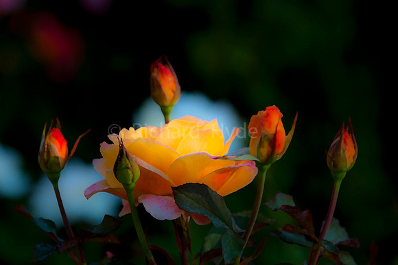 Morning Glow