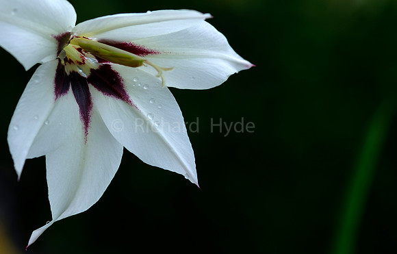 Absynthe Gladys