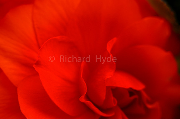 Begonia