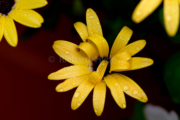 Black Eyed Susan