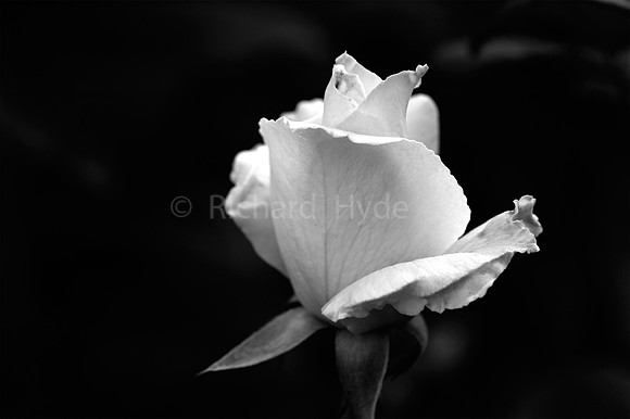 The White Rose