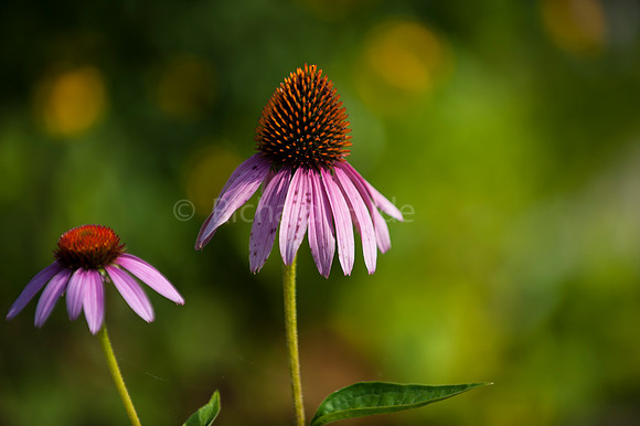 Purple Cone