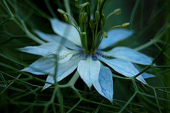 Blue Wildflower