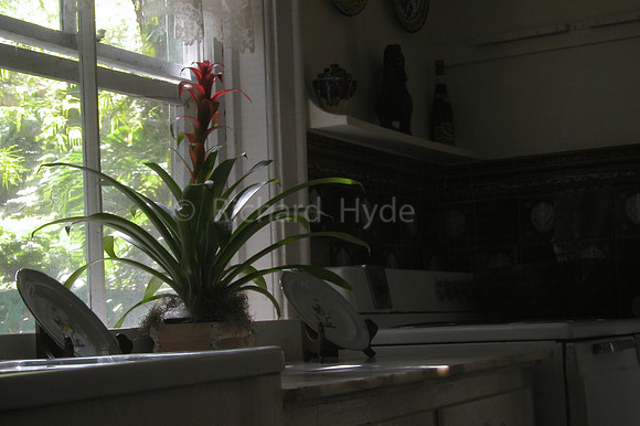 Morning Light_03