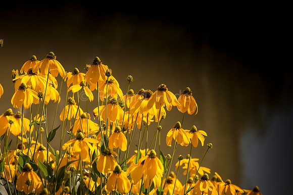 Yellow Cone Flowers