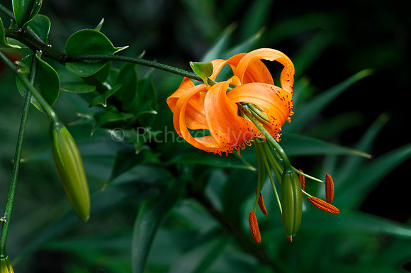 Orange Lily