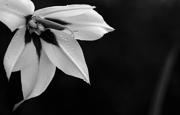 AbsyntheGladys  1  BW  8b  ©  Richard Hyde  2023