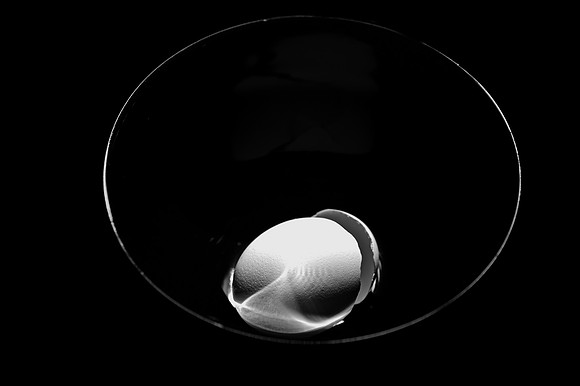 Egg  1  BW  8b  ©  Richard Hyde  2023