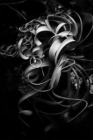 Coiffure  1  BW  8b  ©  Richard Hyde  2023