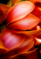 Peach Orchids  1  C  8b  ©  Richard Hyde  2023