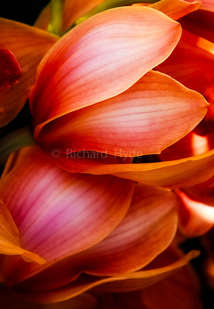 Peach Orchids  1  C  8b  ©  Richard Hyde  2023