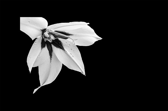 Absinthe Gladys 01A  1  BW  16b  ©  Richard Hyde  2024