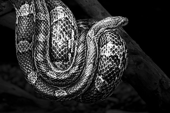 Serious Snake  01   1  C  16b  ©  Richard Hyde  2024