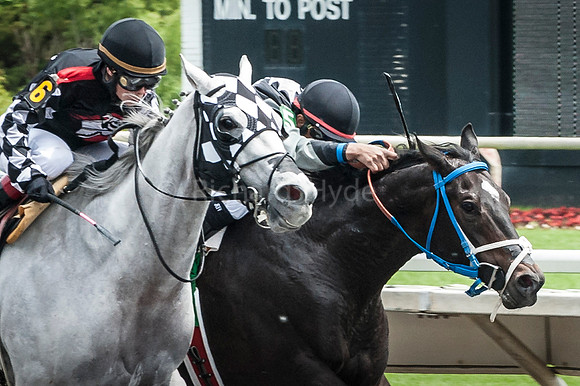 "Arlington Park", Horse, "Horse racing", Paddock, Thoroughbred, horses