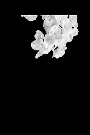White Waves  02  1  C  16b  ©  Richard Hyde  2024