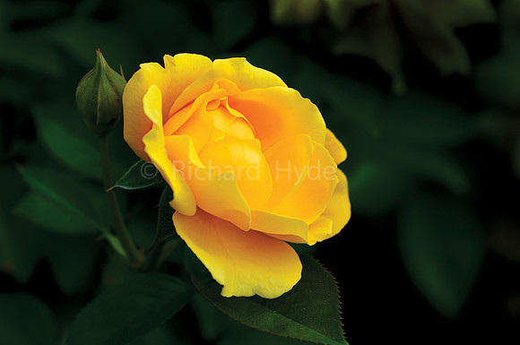 Golden Rose