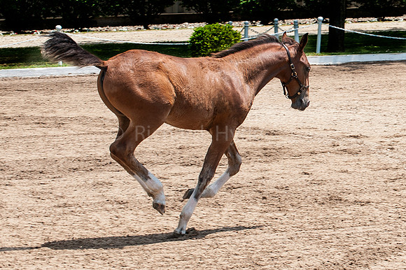 Lipizanns, "Richard Hyde", "dressage. colts", "horse show", horses, stable