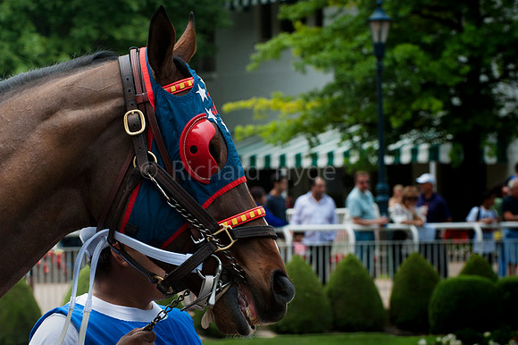 Arlington Park, Horse, Horse racing, Paddock, horses, Thoroughbred