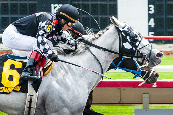 "Arlington Park", Horse, "Horse racing", Paddock, Thoroughbred, horses, "Photo finish", horses